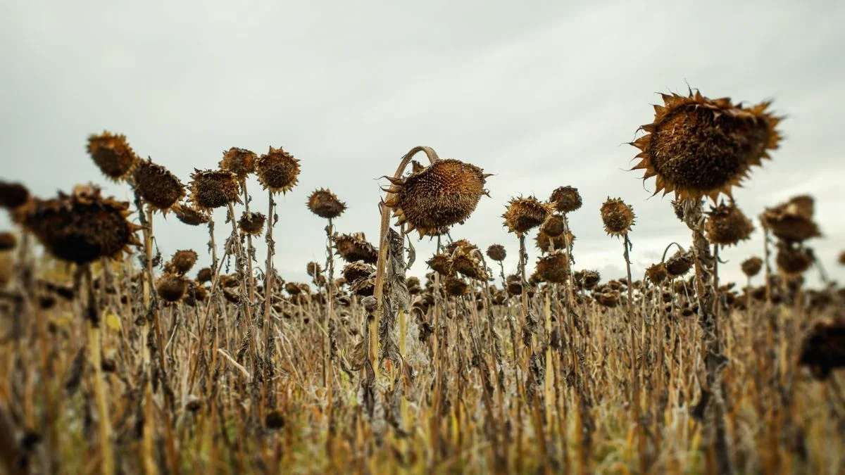 Earth’s Last Green Era Could End in About 1.9 Billion Years