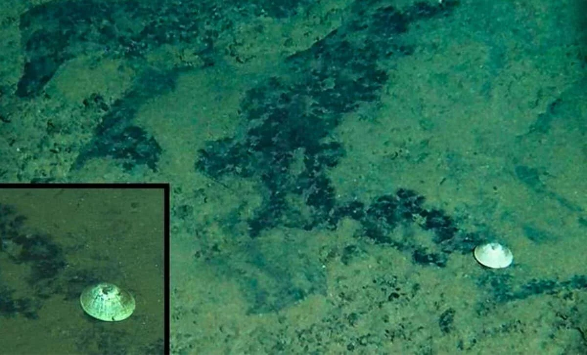 Deep-Sea Limpet Breaks Depth Record, Named Wadatsumi