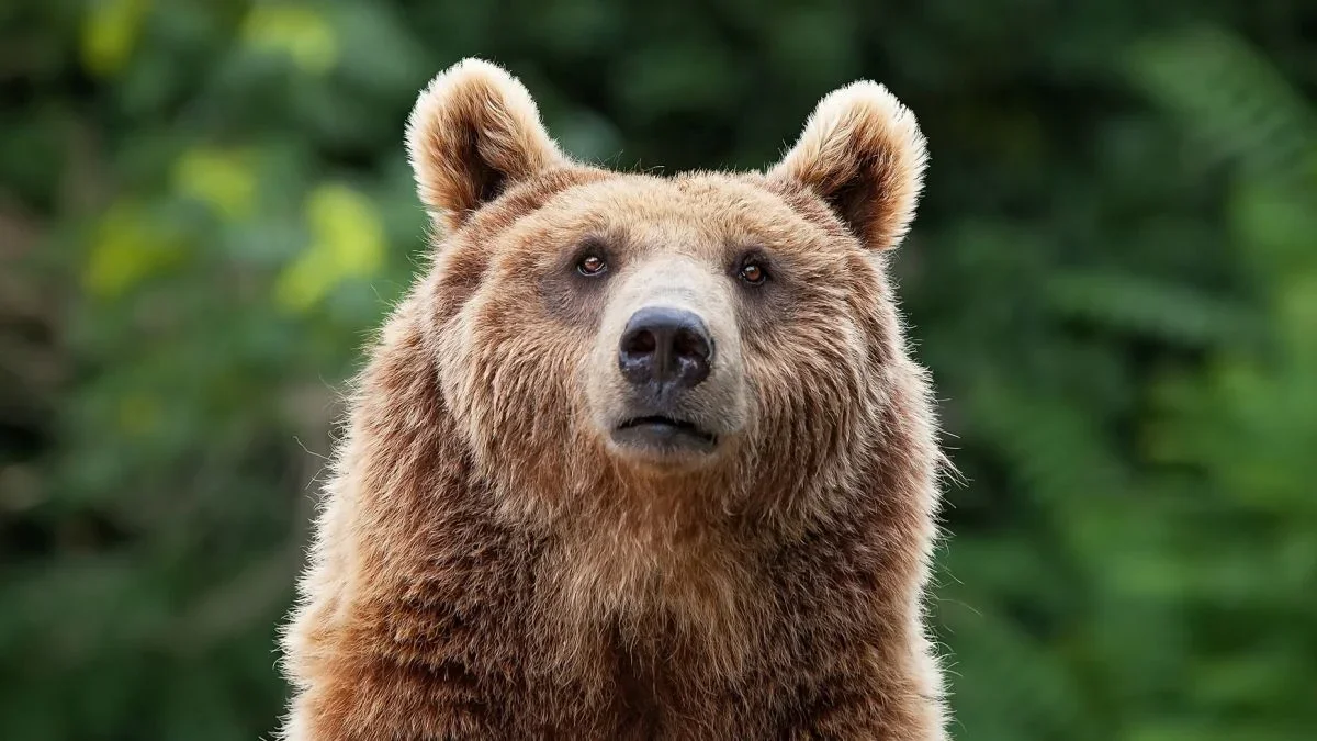 Bears and Mountain Lions Learn to Avoid Humans, Reducing Conflicts