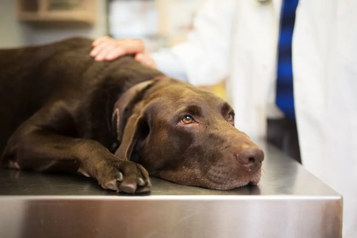 Salmonella scare prompts nationwide recall of Albright’s Raw Pet Food chicken recipe