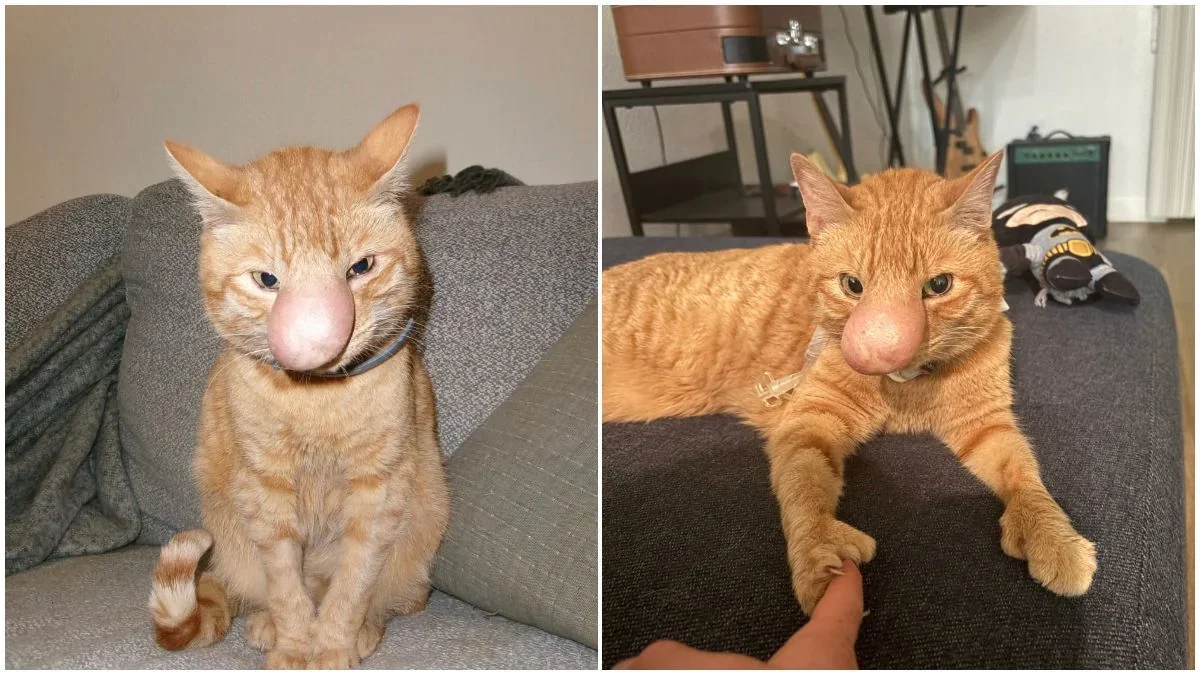 Big-Nosed Biscuit's Battle: A Cat's Growth Nose and a Family's Unwavering Love
