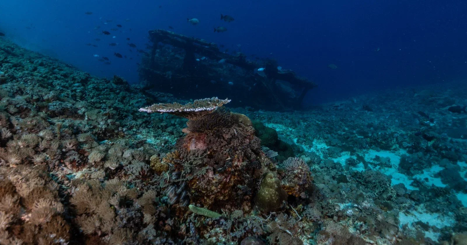 Drone Mapping Off Saint-Tropez Reveals France’s Deepest 16th-Century Shipwreck