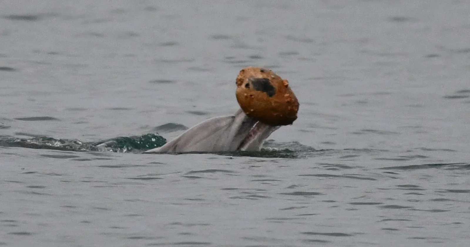 Dolphins Demonstrate Shell Tool Use in Australian Waters