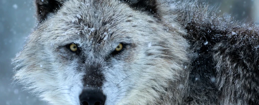 Mind-Altering Parasites Transform Wolves into Terrifying Creatures