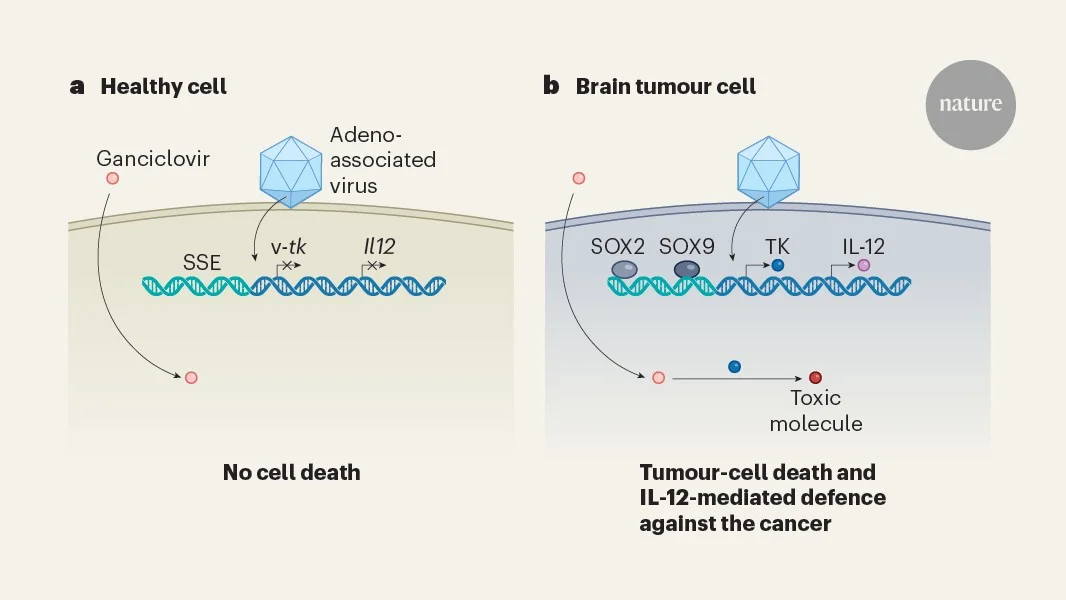 Engineered DNA payload targets glioblastoma with immune boost via viral delivery