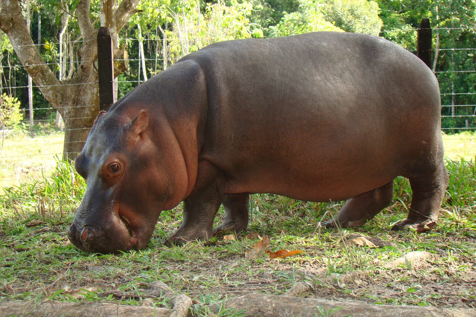 Colombia moves to cull Escobar’s hippos as numbers surge