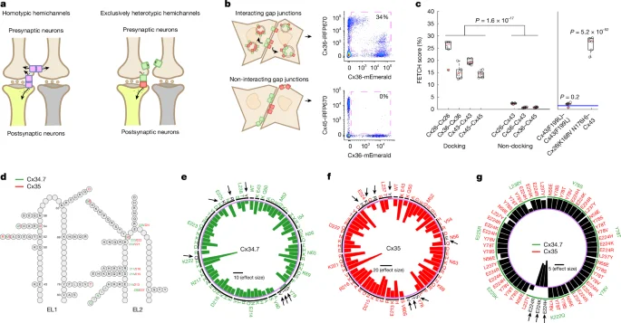 Designer electrical synapses enable long-term, cell-type-specific circuit editing in mammals