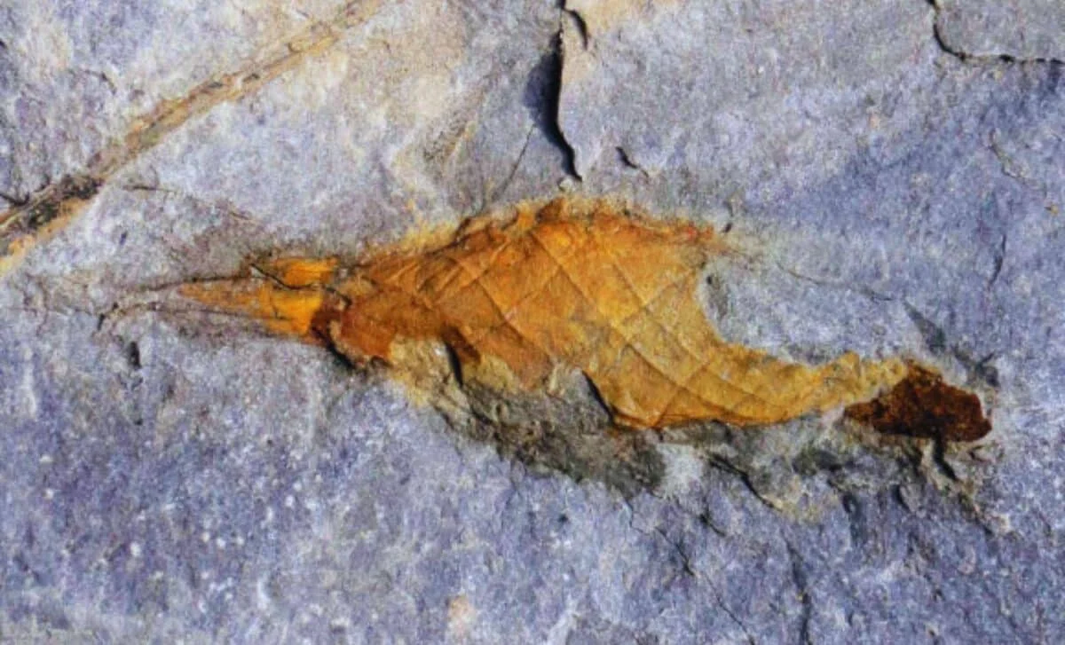 310-Million-Year-Old Shark Egg Case Reveals Ancient Reproduction and Soft-Tissue Preservation