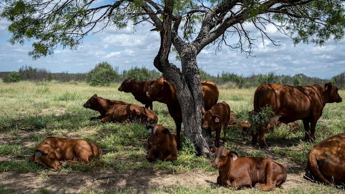 Screwworm Resurgence Tests US Cattle Defenses in Texas