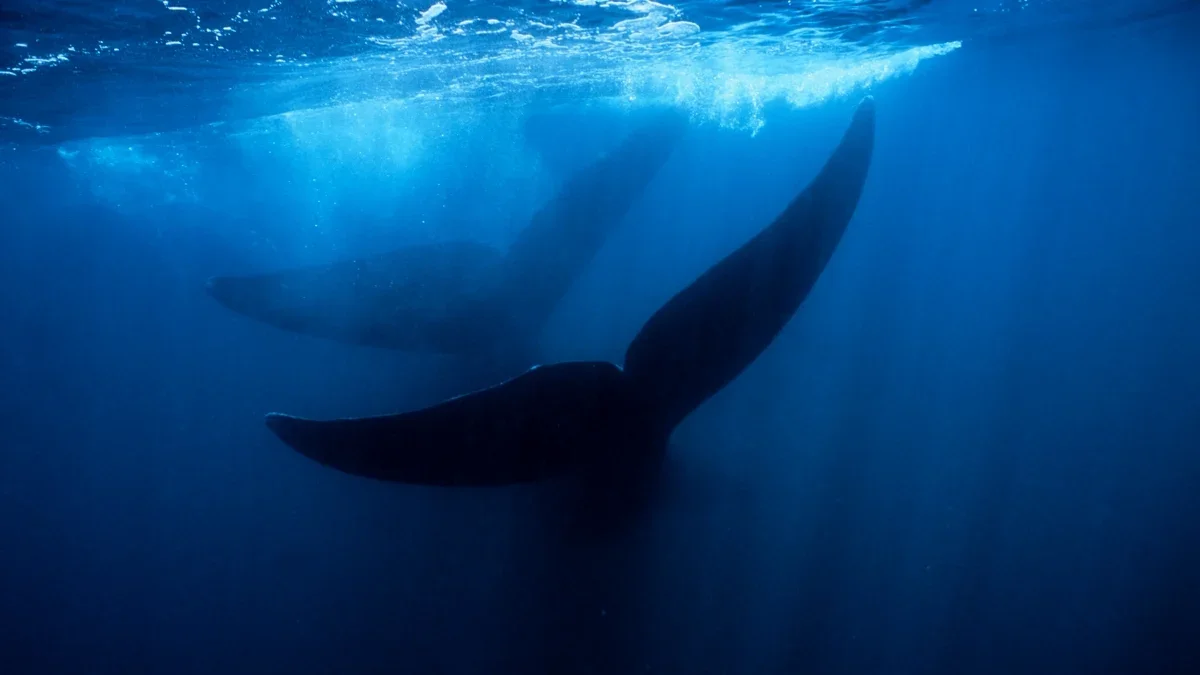 Ocean's Deep Graveyard: 500-Whale Necropolis Reveals Deep-Sea Evolution