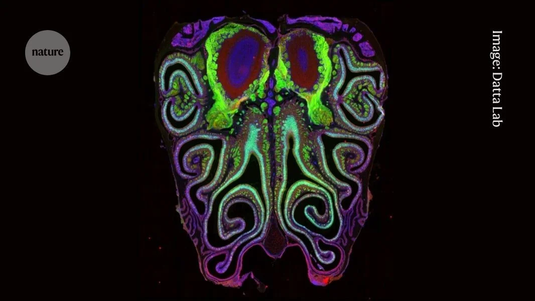 Nose maps reveal striped blueprint for scent receptors