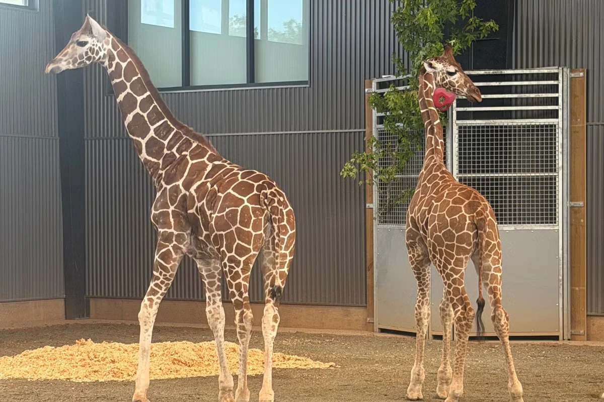 Giraffe calves recovered after year-long disappearance at Virginia's Natural Bridge Zoo