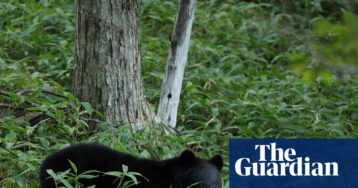 Bear on the loose prompts closure of 94 schools in Japanese city