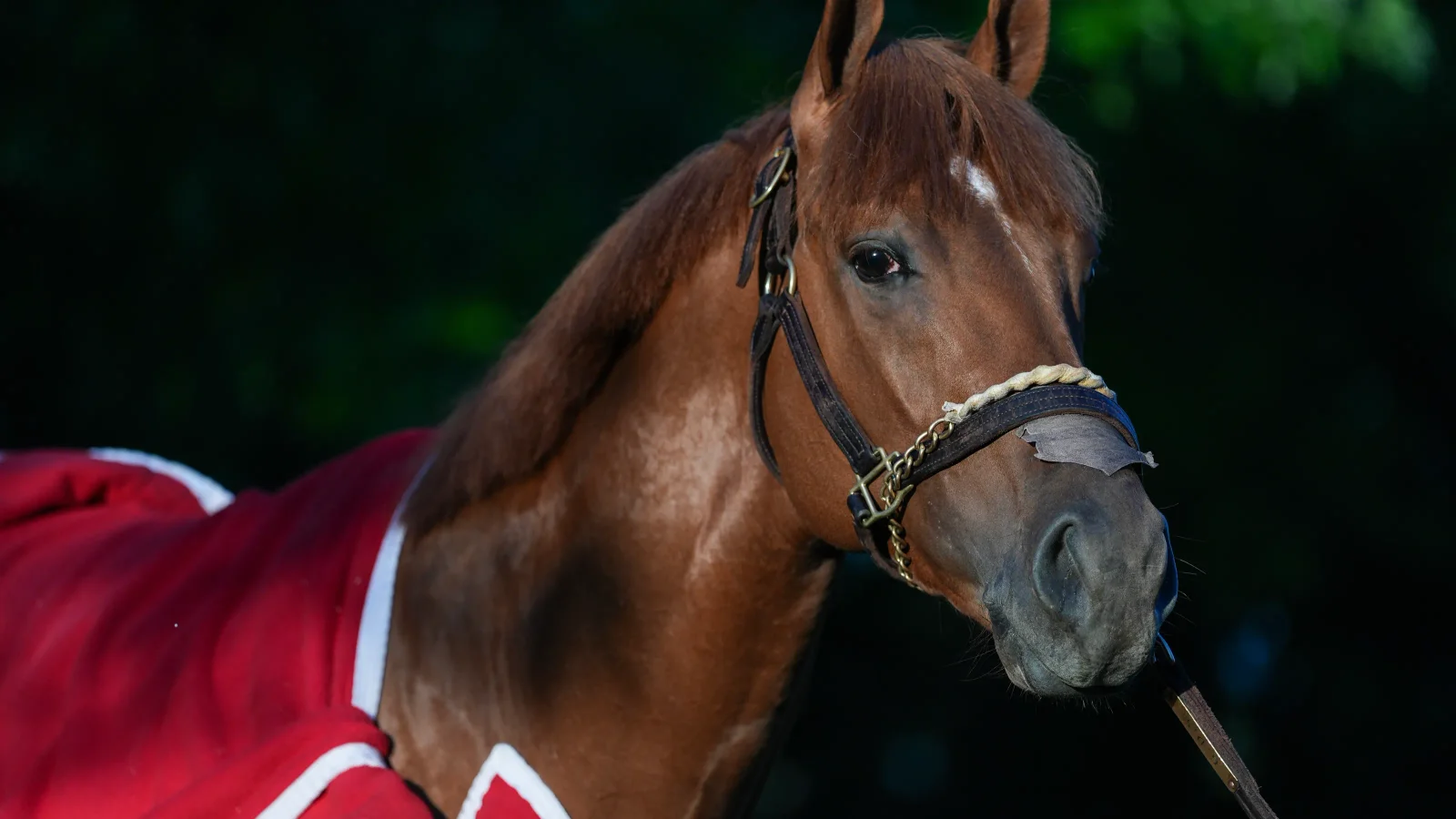 Puma scratched from 2026 Kentucky Derby; field remains at 19