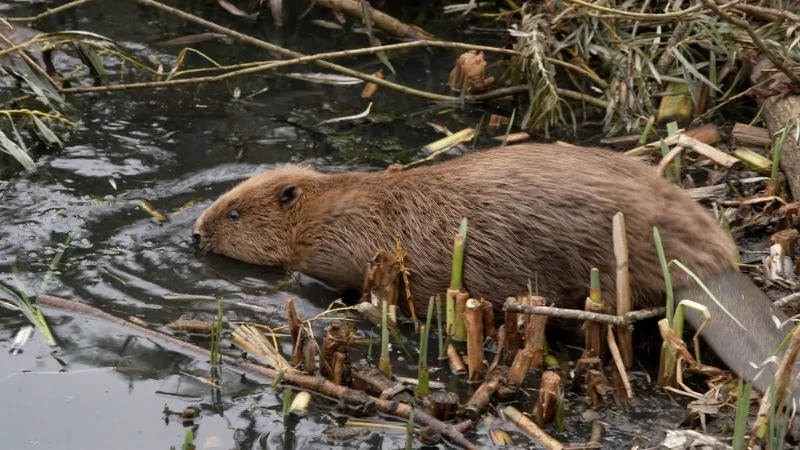 Beavers Turn West London Into a Flood-Resistant Urban Wetland