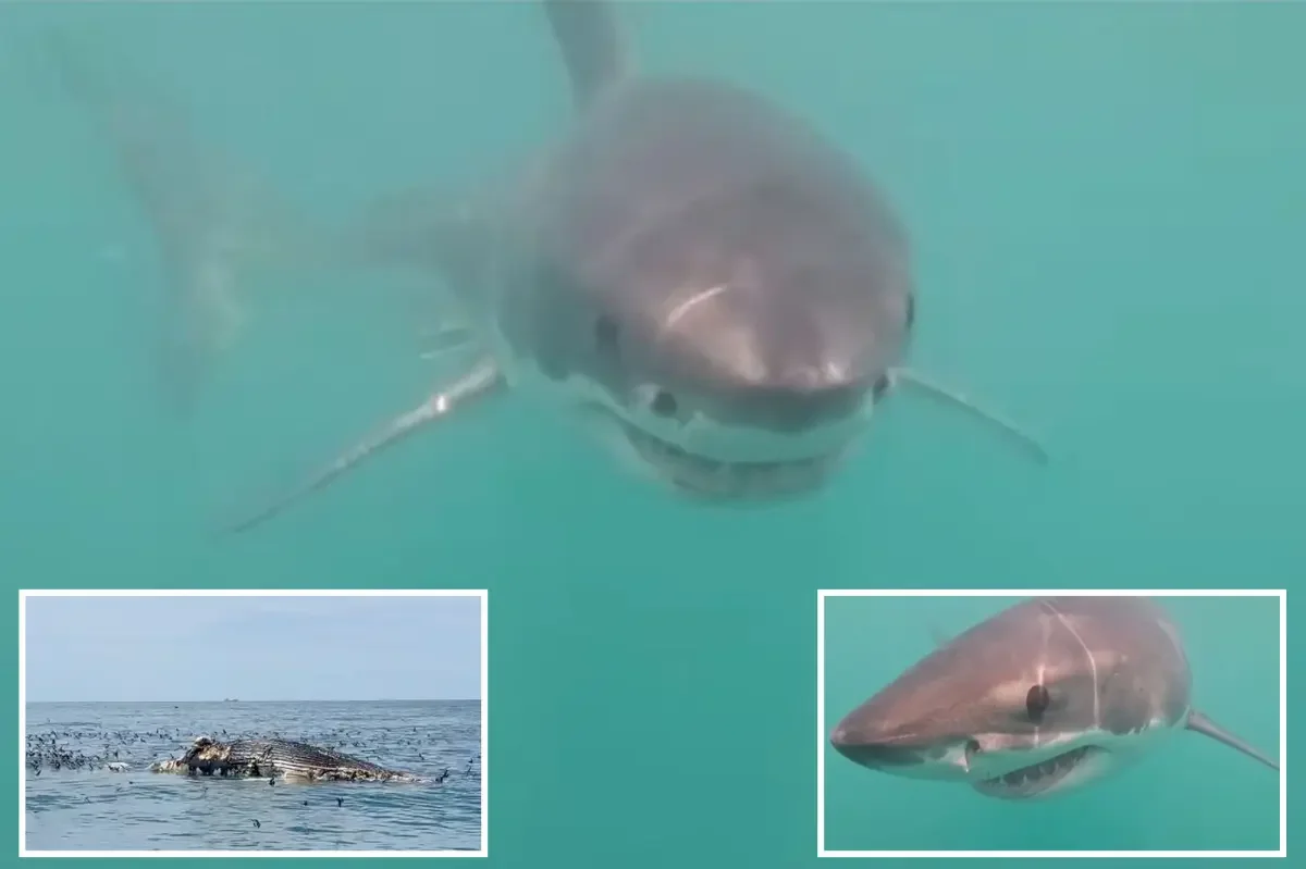 Rhode Island Waters Yield Rare Great White Shark Feeding Footage