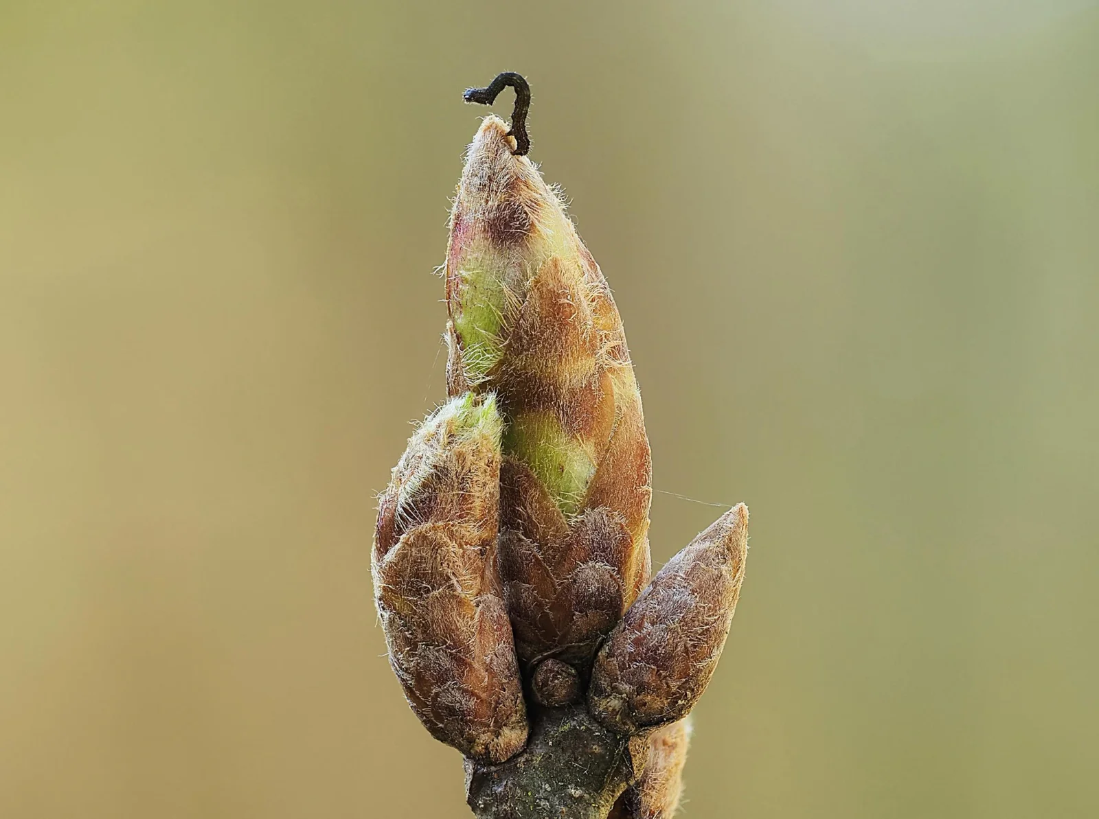 Oak Trees Delay Budburst to Thwart Caterpillars, Study Finds