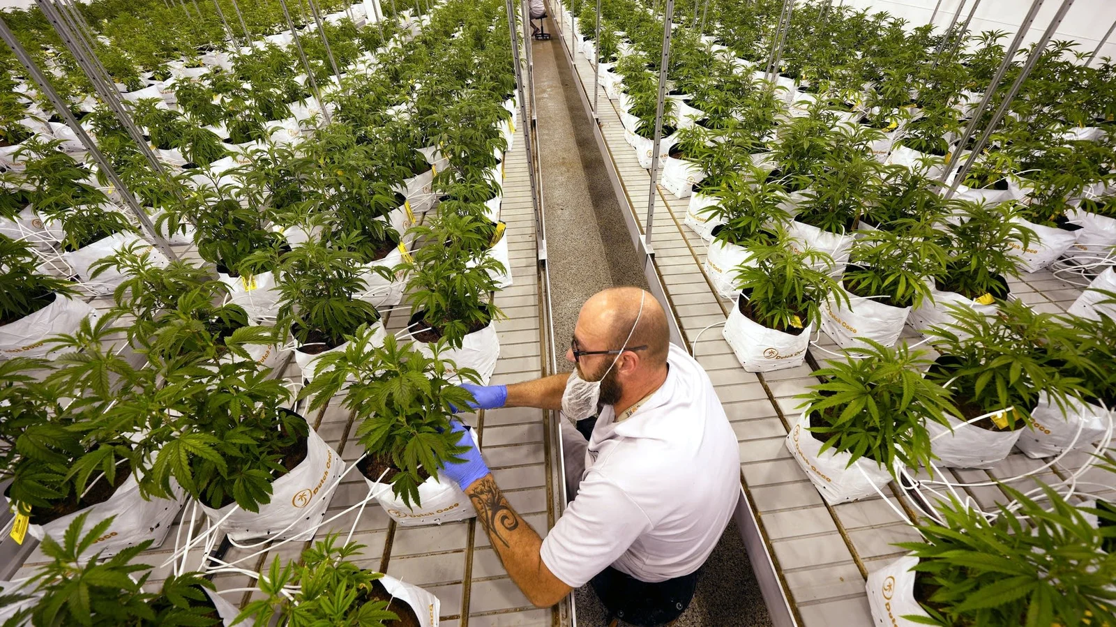Minnesota set to legalize marijuana with final vote this week.