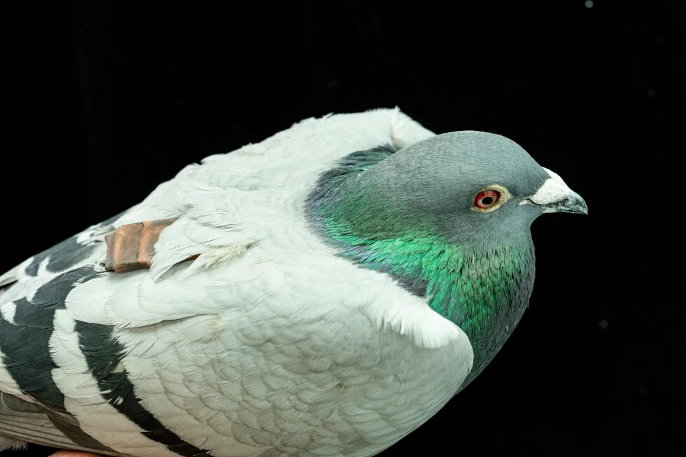 Pigeons May Navigate by Liver Clues, Study Suggests