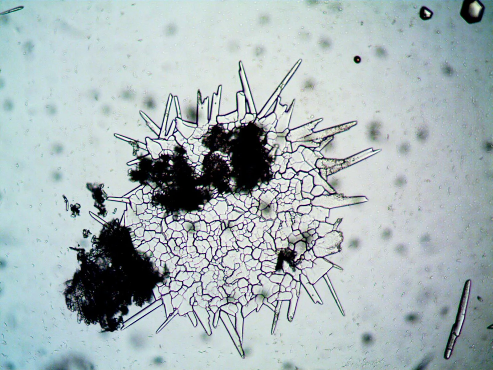 Tardigrades Survive the Extreme by Turning into a Glassy, Time-Stopped State