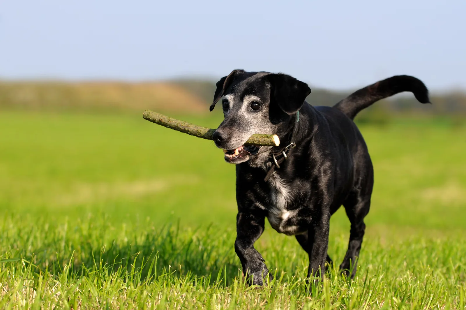 "Link Found Between Slow Walking and Dementia in Humans and Dogs"