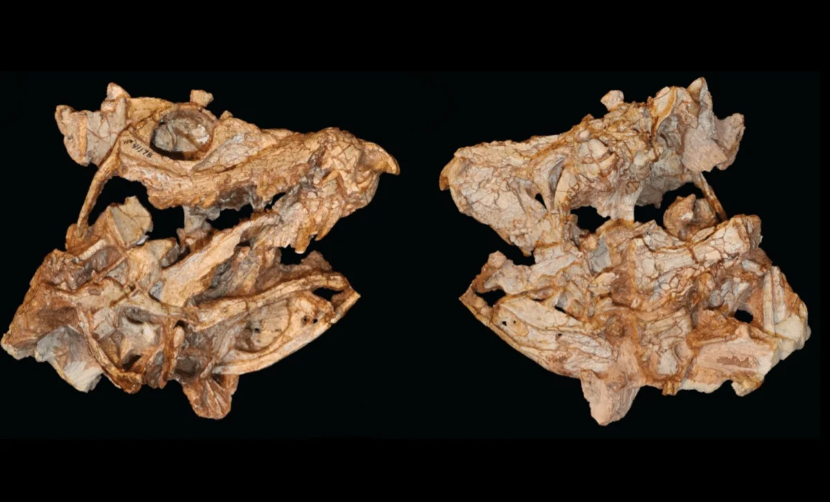 Forgotten Fossil Rewrites Crocodylomorph Ancestry with a Ferocious Bite