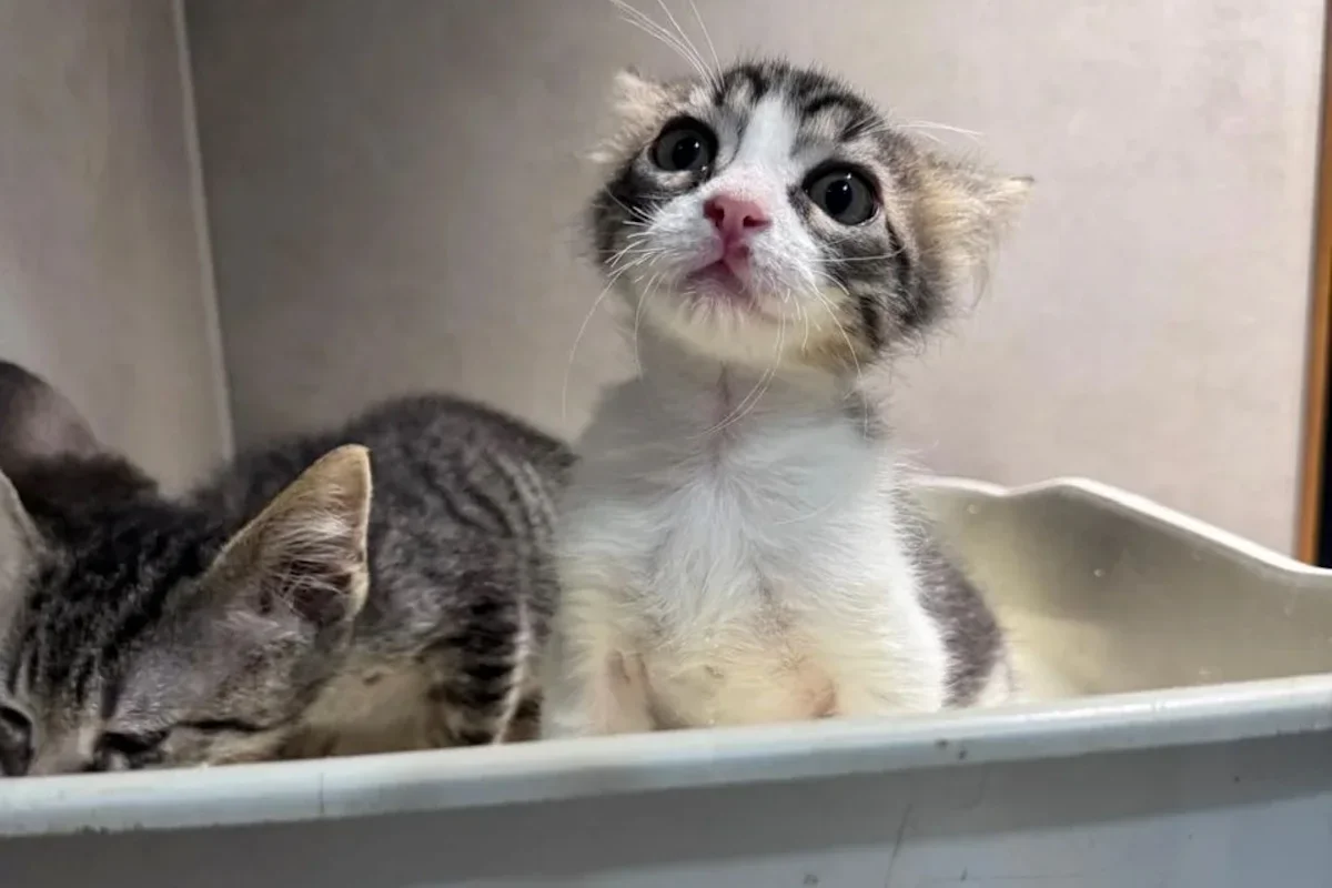 Roadside rescue Woodstock shines in new home two weeks after adoption