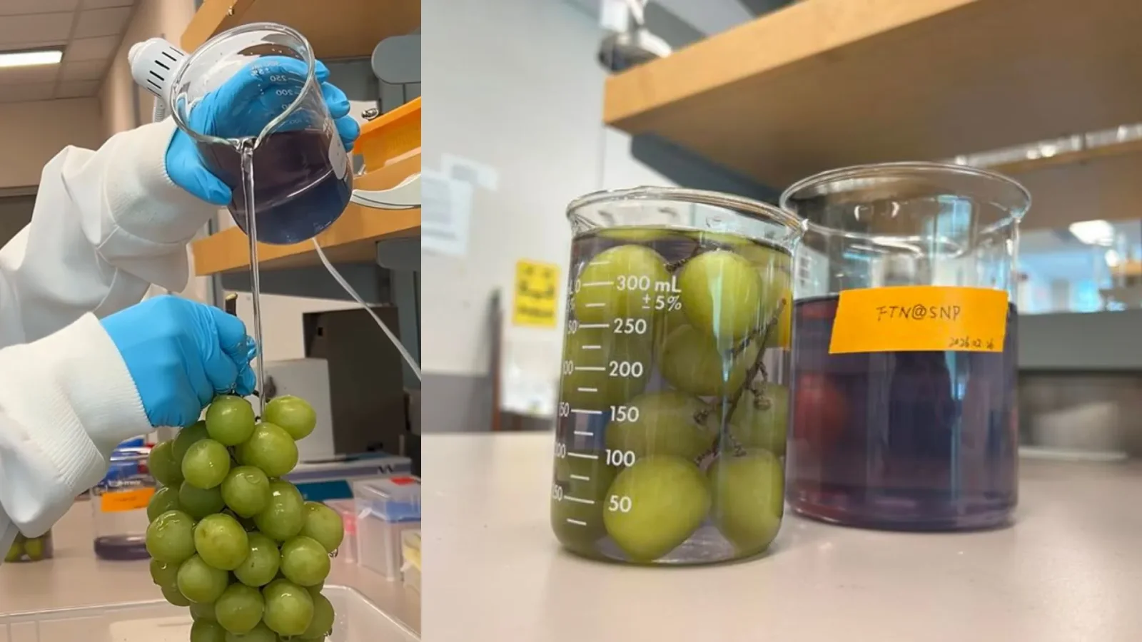 Biodegradable fruit wash removes pesticides and keeps grapes fresh for 15 days