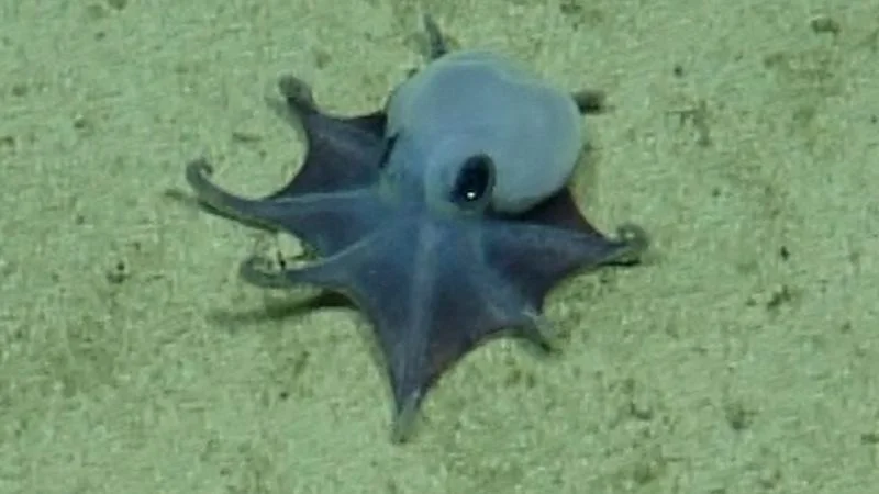 Palm-sized blue octopus crowned a new Galápagos species