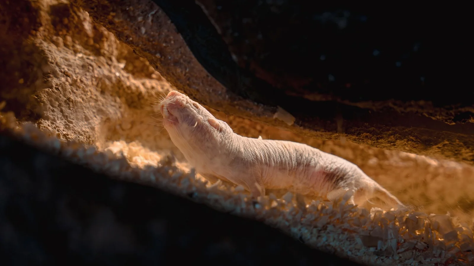 Peaceful queen succession observed in naked mole rats, challenging the species' bloody reputation