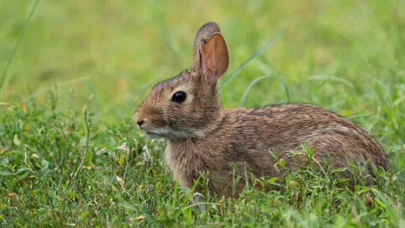 Three Suspected Tularemia Cases in New York Signal Tick-Borne Rabbit Fever Risk