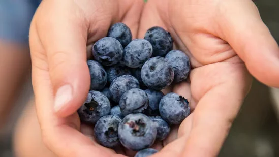 World Brain Day Diet: A Neurosurgeon’s Practical Brain-Boosting Food Guide