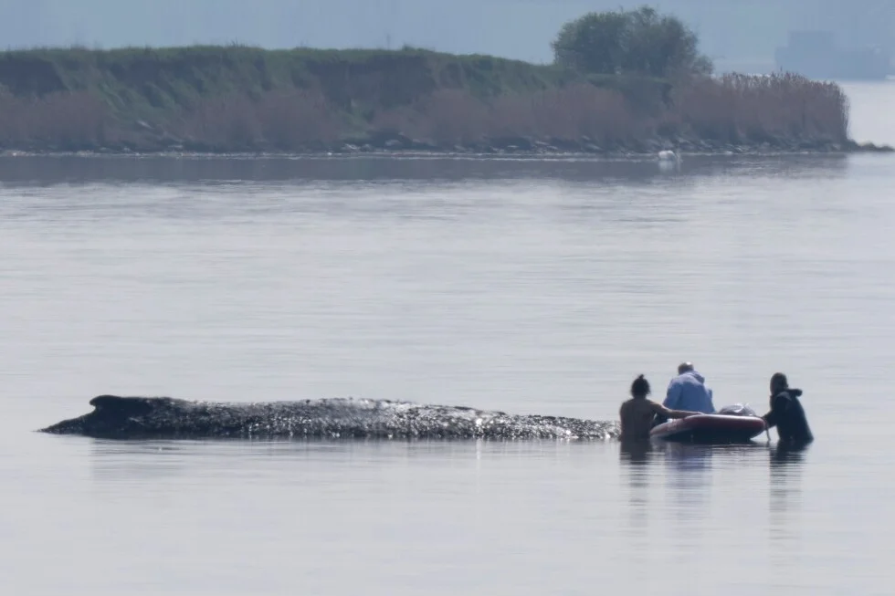 Germany deploys air cushions in bid to free Timmy the stranded humpback