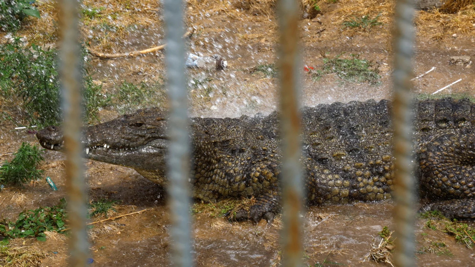 Israel moves to guard Palestinian prisoners with Nile crocodiles