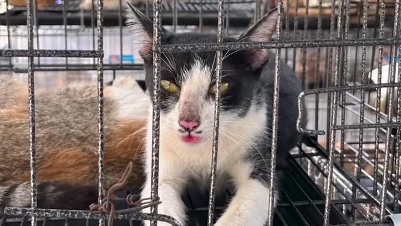 Vietnam busts cat-meat ring, 400 cats rescued in major raid