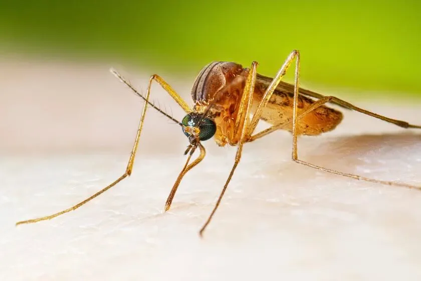SoCal West Nile virus surge: how to protect yourself this season