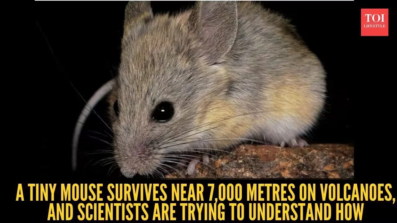Tiny mouse thrives at 6,700 meters, challenging altitude limits