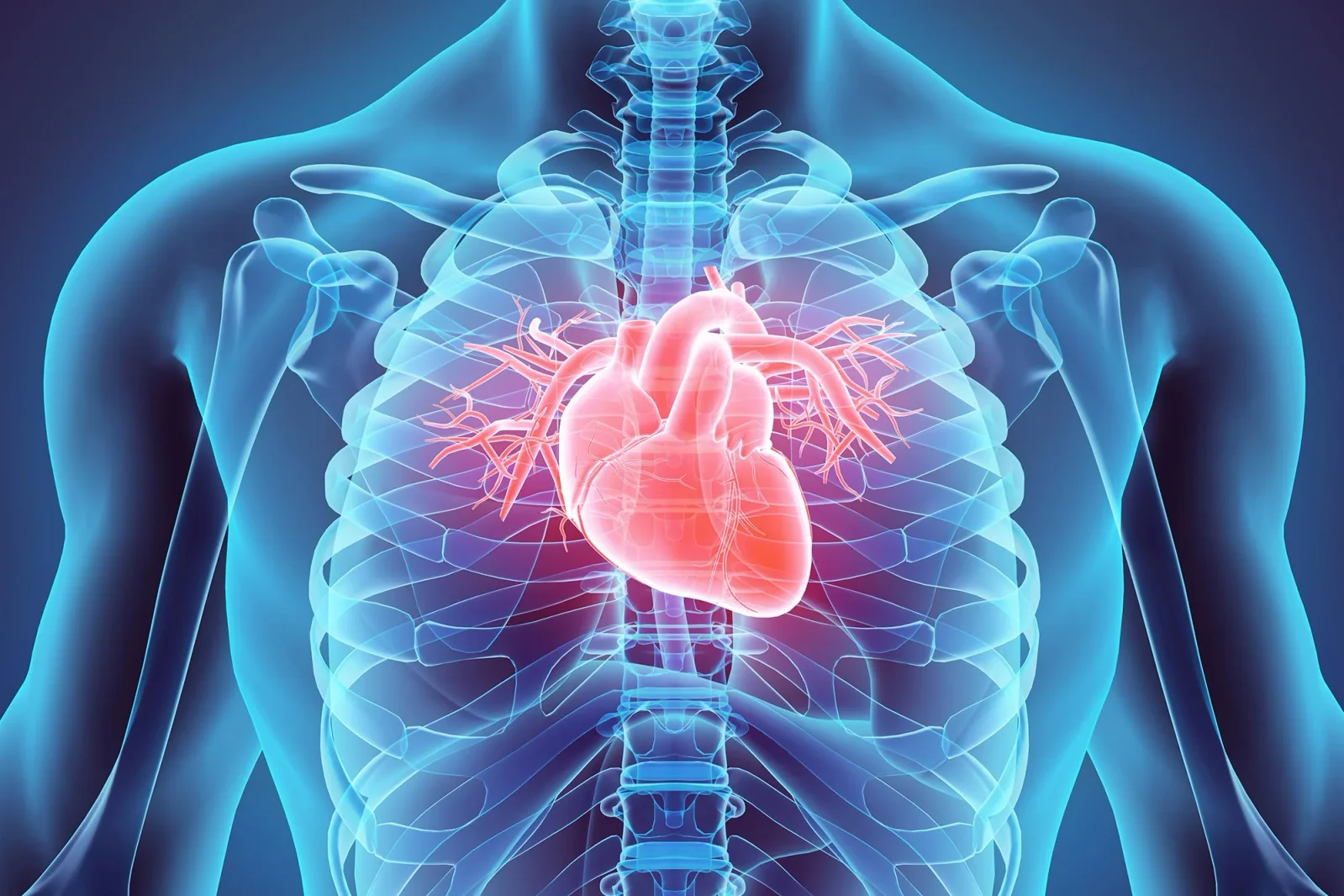 Human Hearts Show Regrowth After Heart Attacks, Study Finds