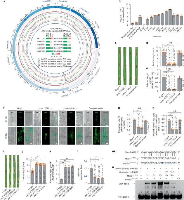 Fungal long non-coding RNA hijacks rice microRNA to boost infection