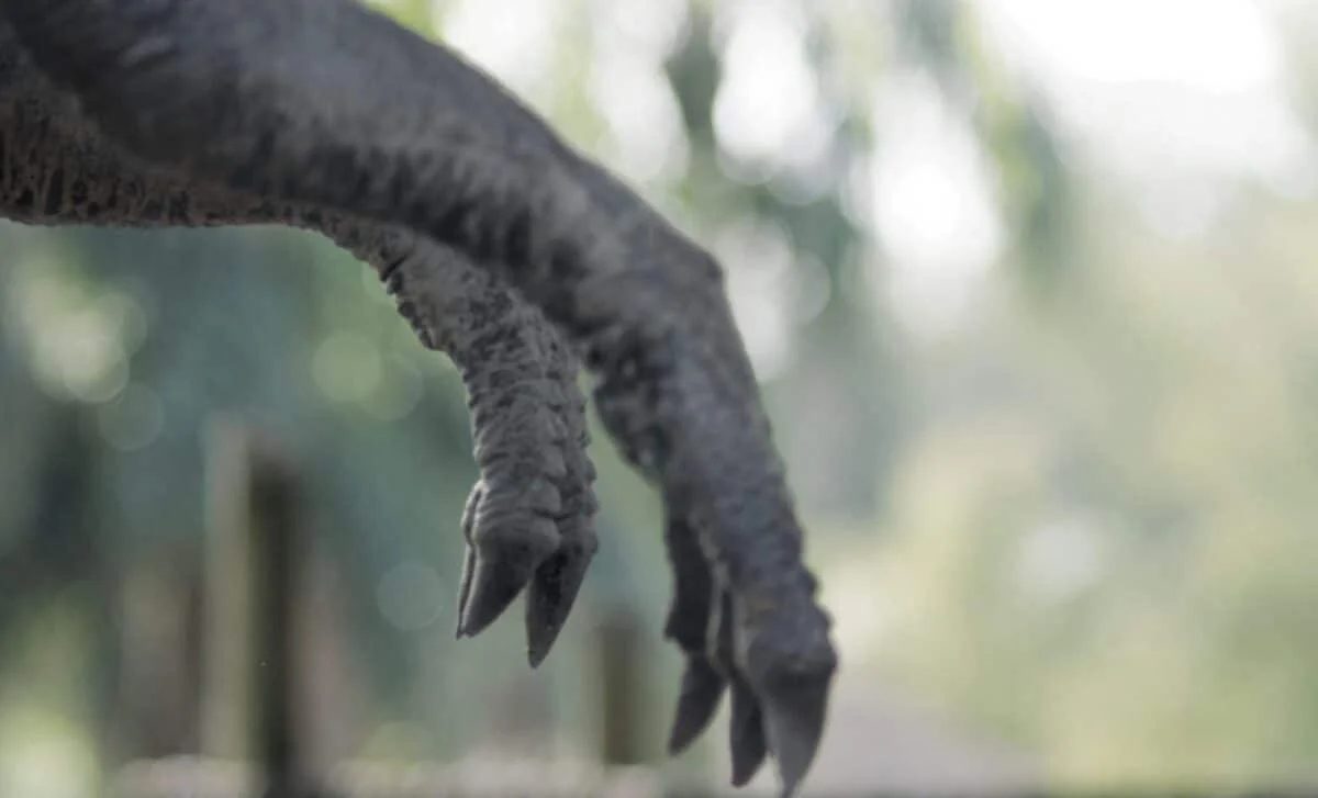 Tiny Arms, Mighty Jaws: A New Take on Why T. rex Shrunk Its Forelimbs