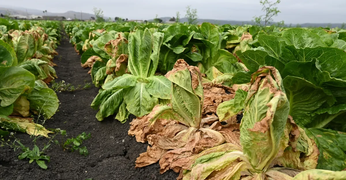 Why this summer’s recalls may signal a broader food-safety crisis