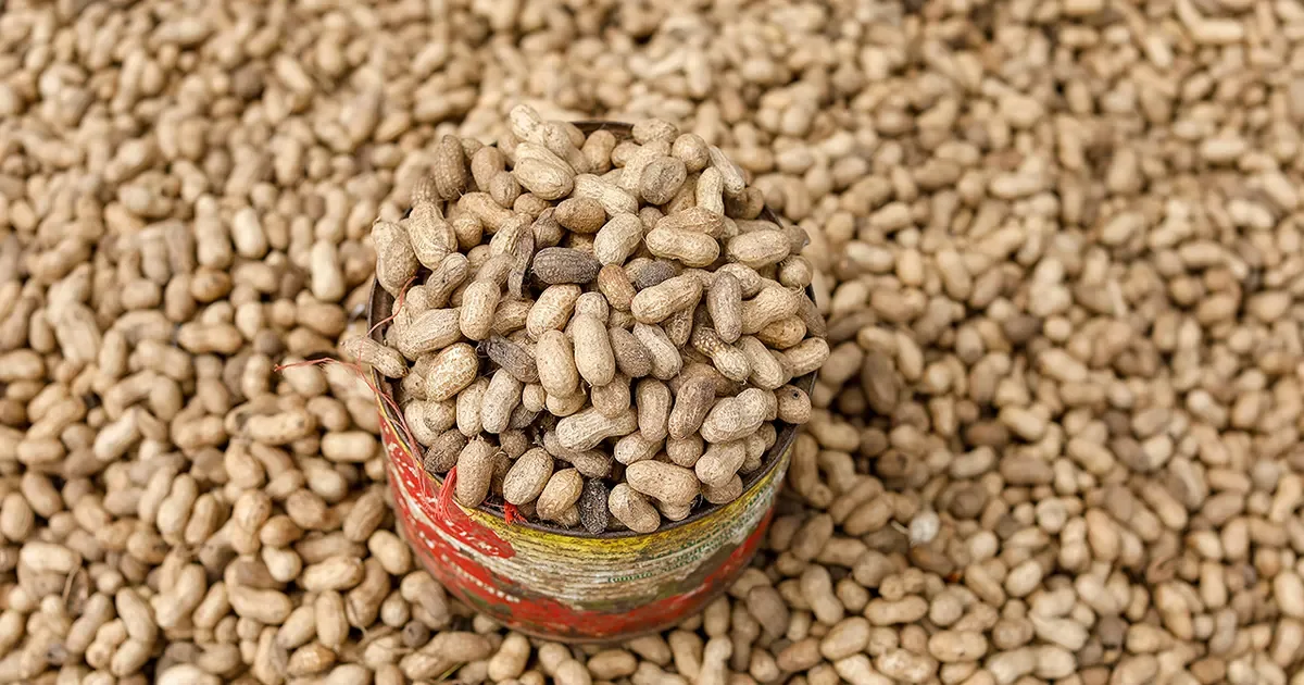 Gut Microbiome Transplants Show Early Hints of Peanut Allergy Tolerance