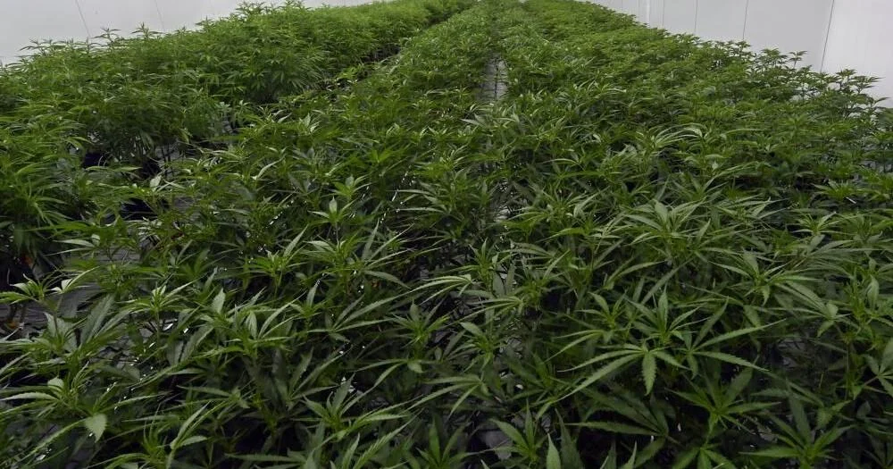 Kentucky legalizes medical marijuana.