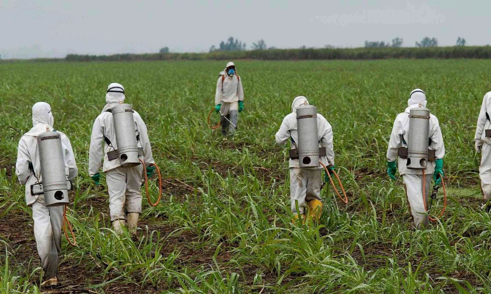 Glyphosate may fuel drug-resistant bugs spreading from farms to clinics