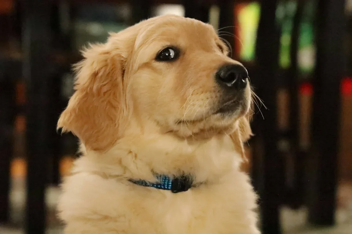 Moose the Golden Retriever Earns a Naughty Daycare Report Card in Adorable Pool Antics