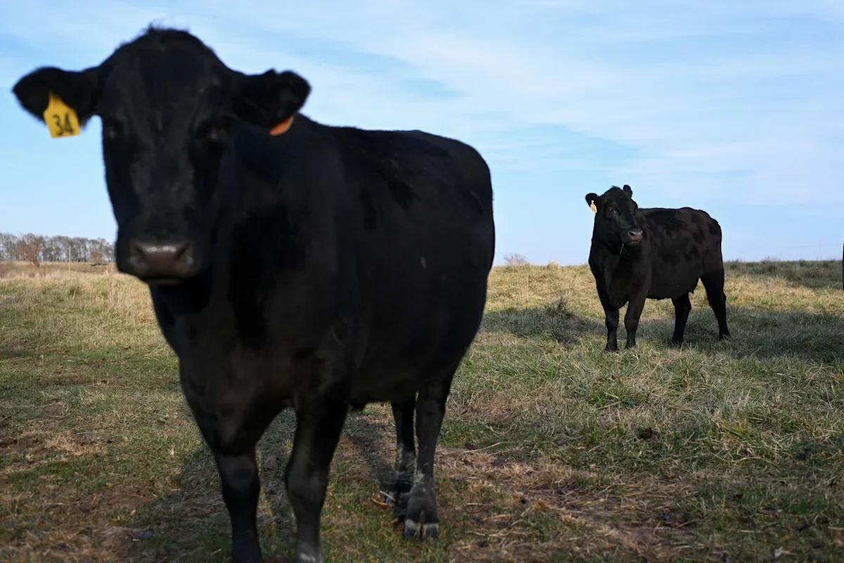 Beef Inflation Tests Wallets as Shoppers Tighten Belts
