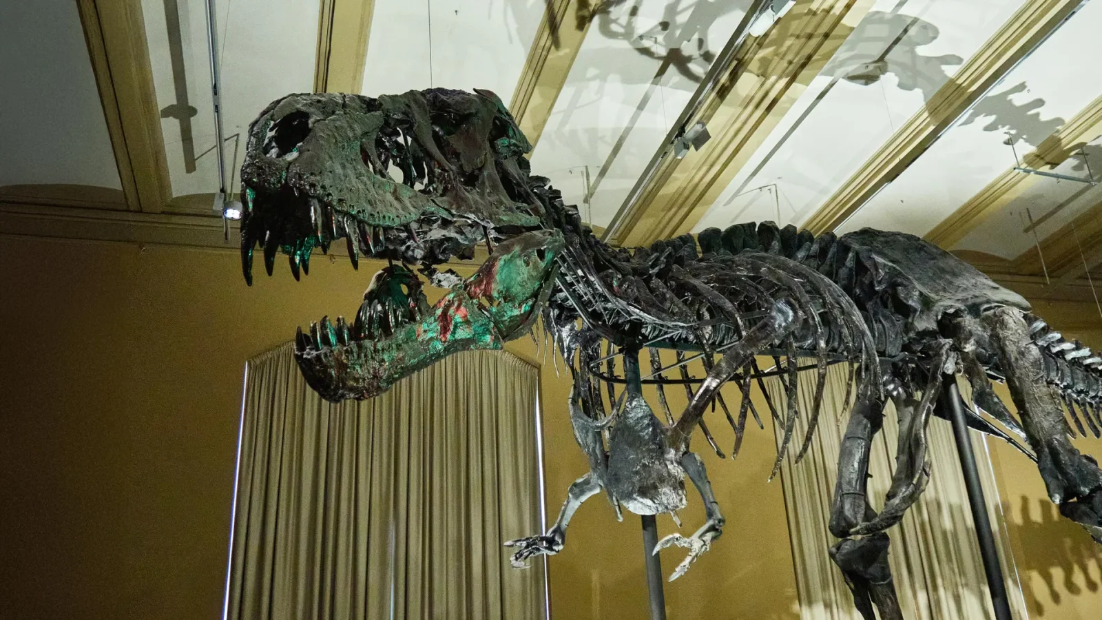 Ancient T. rex blood vessels reveal healing secrets