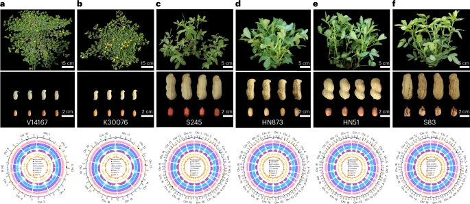 Peanut genomes illuminate domestication, subgenome evolution, and oil traits