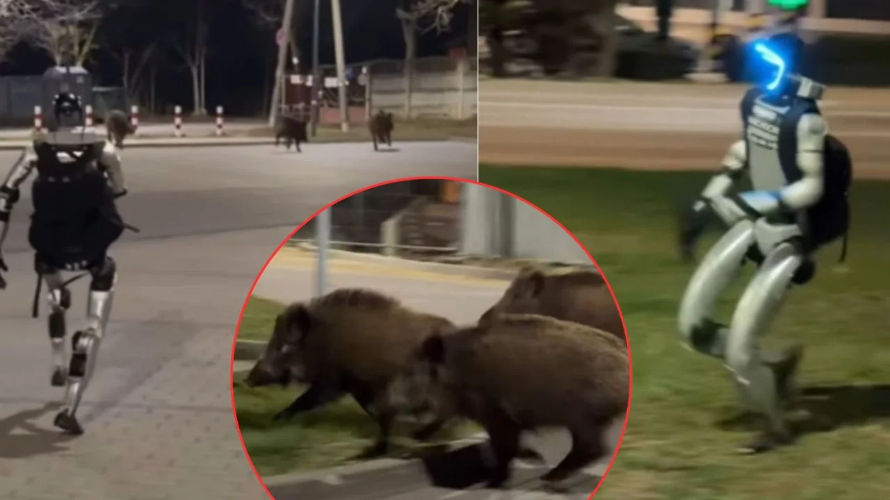 Poland’s viral humanoid robot roams streets, chasing boars and winning fans