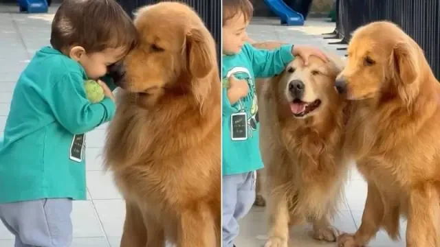 Gentle Golden Retrievers Let Toddler Keep the Ball, Show a Big Heart